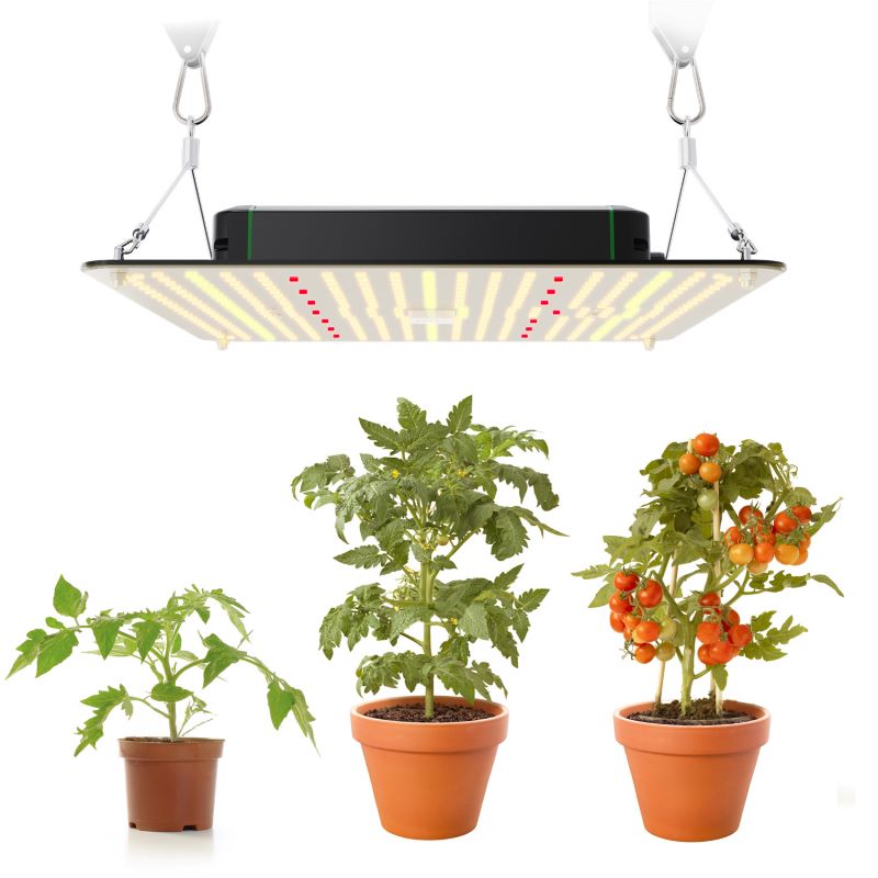 LED Plant light application LED Plant light application